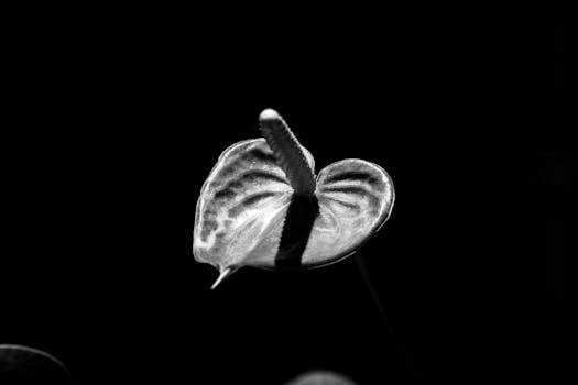Striking black and white image of an anthurium flower with high contrast lighting.