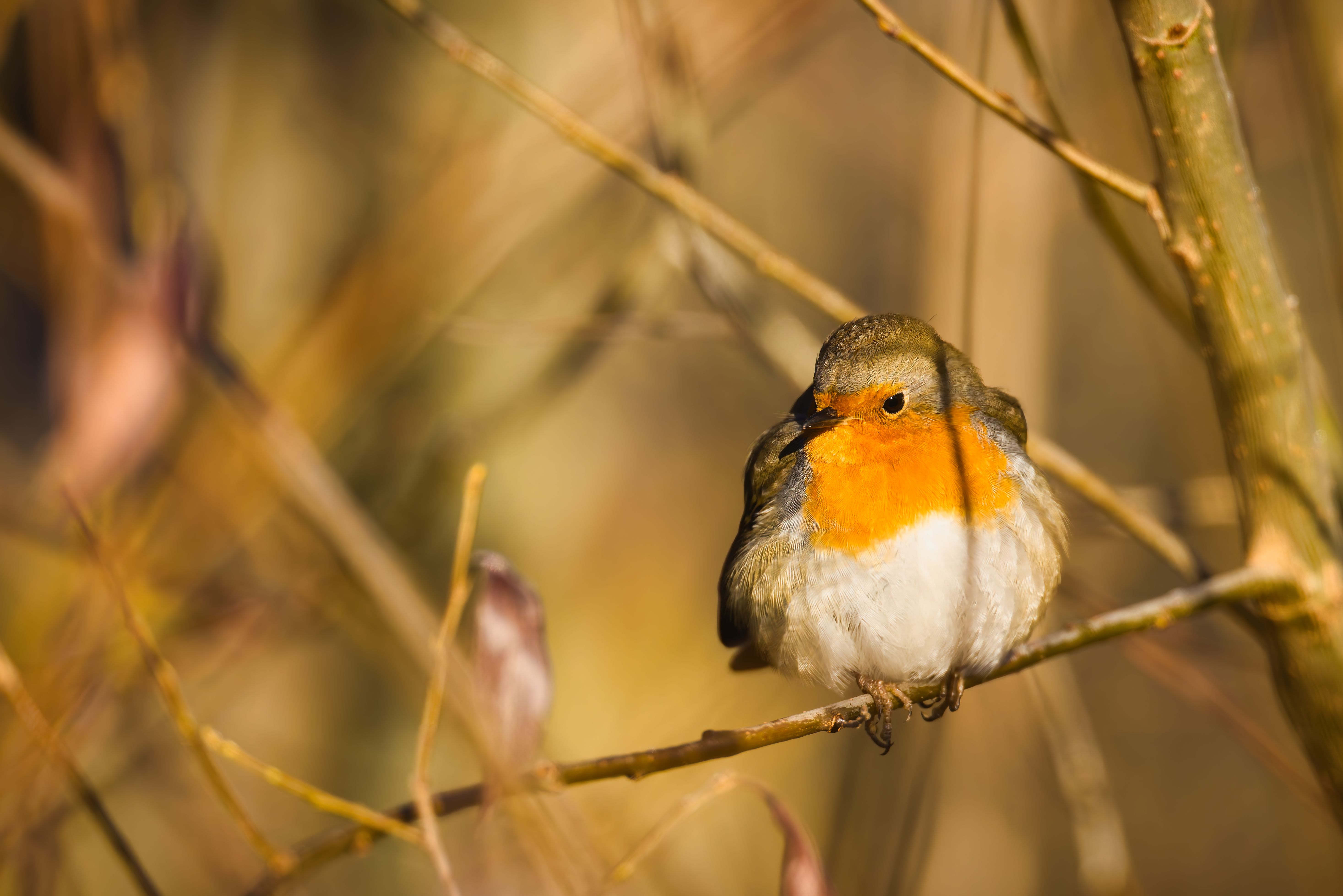 Close-Up of European Robin on Tree Branch · Free Stock Photo