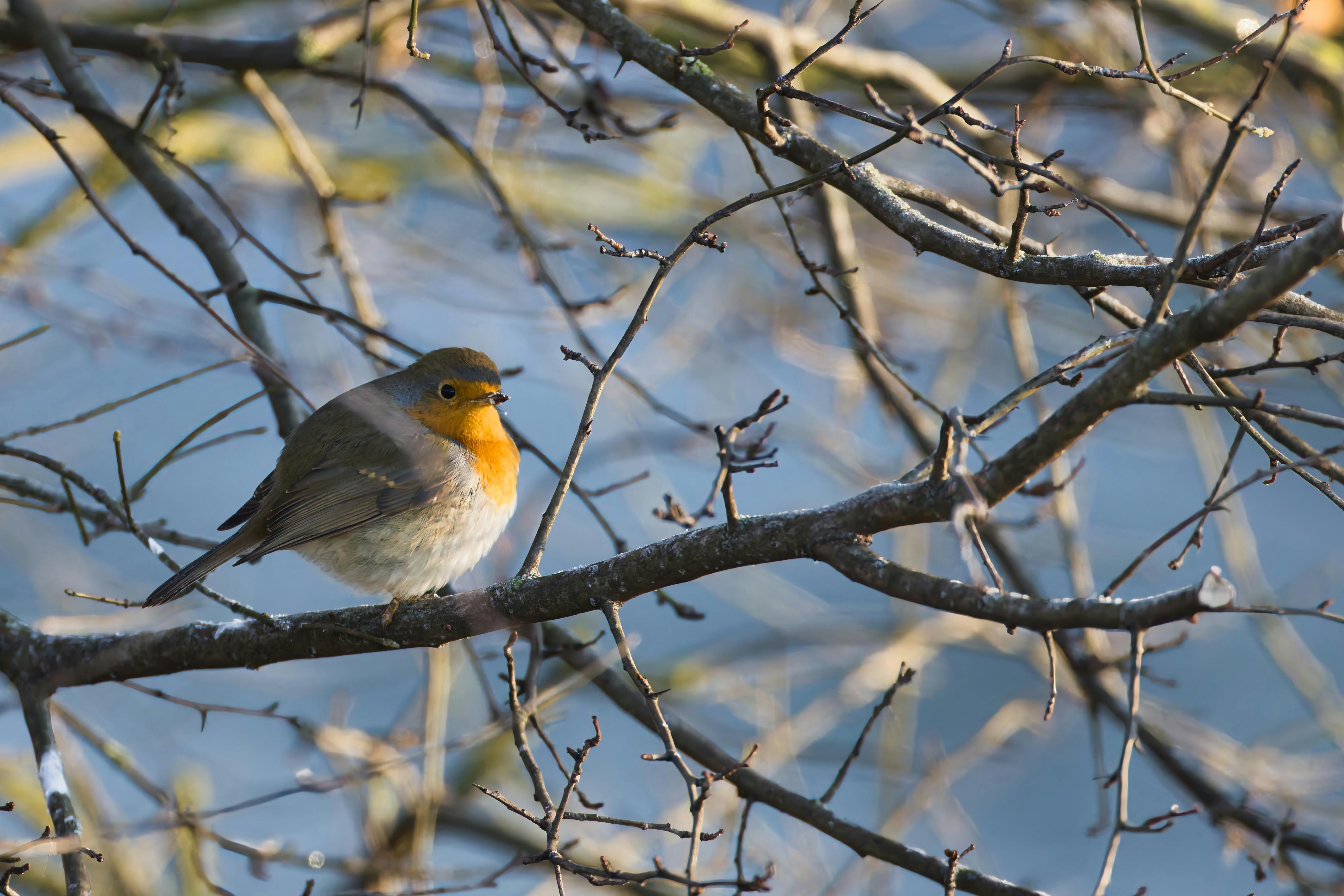 A European Robin resting on a bare branch with a clear sky background, captured in winter. - Photo by Philipp Fahlbusch on Pexels