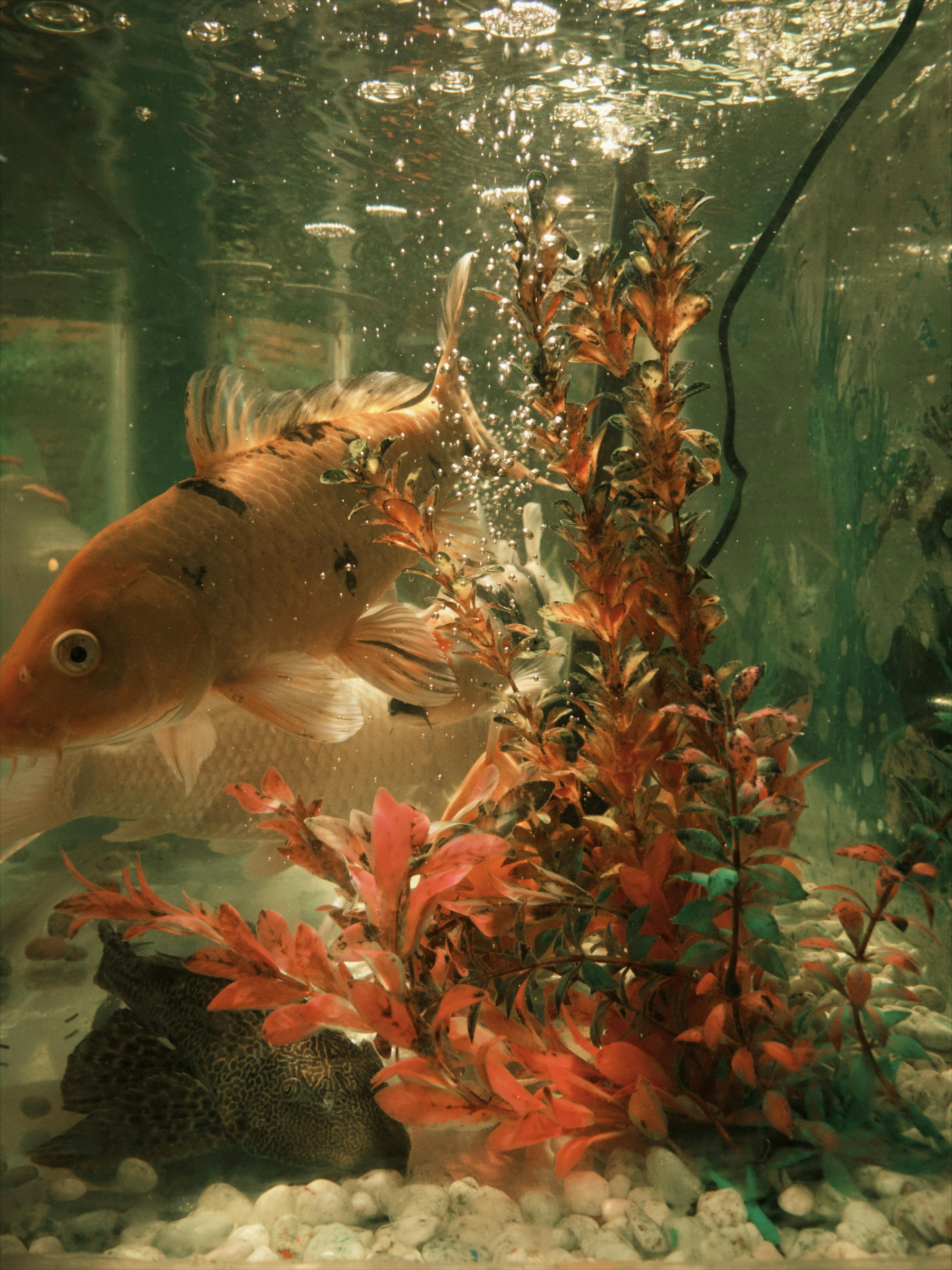 Free stock photo of 35mm photography, aquarium fish