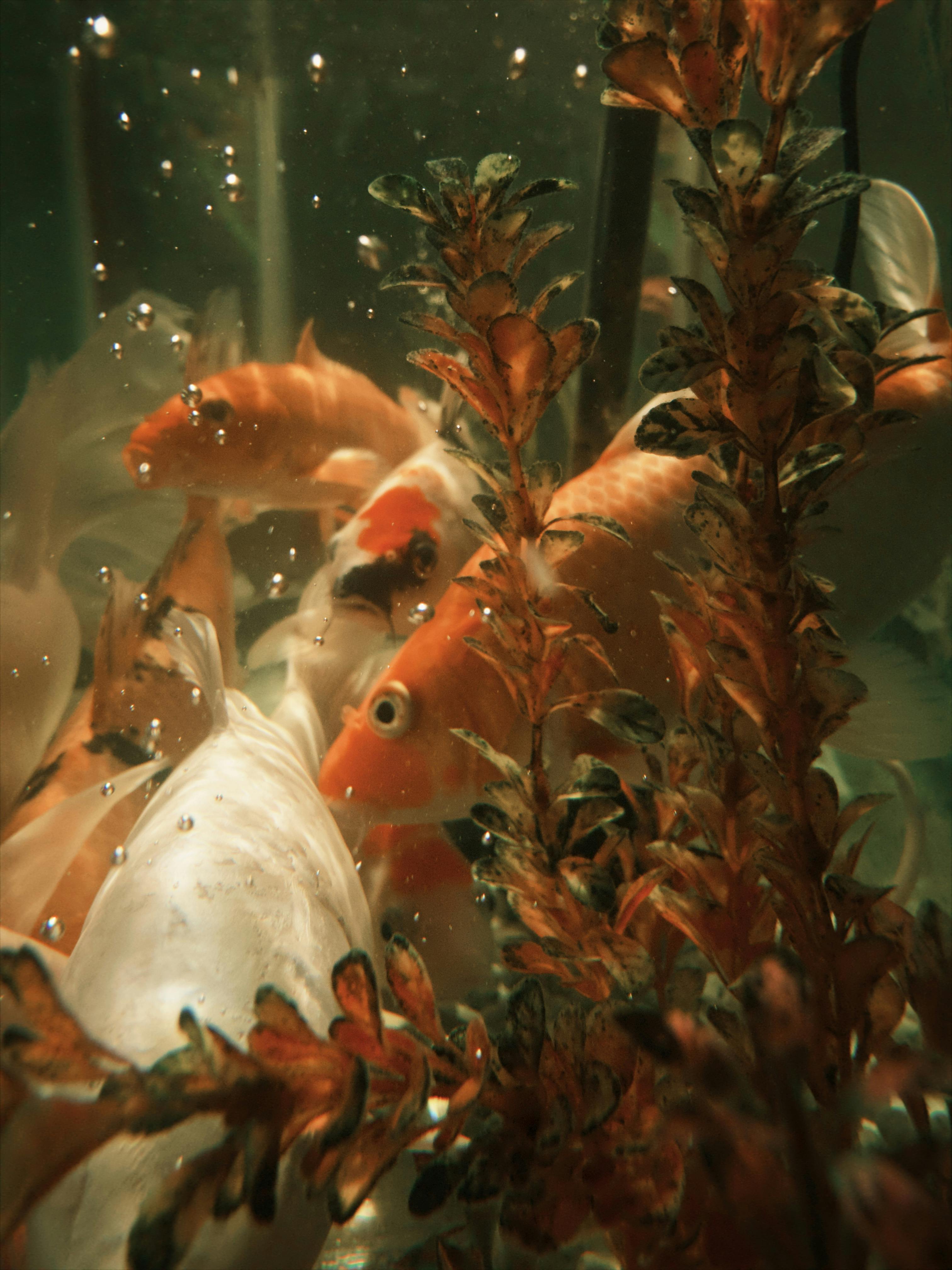 Free stock photo of 35mm photography, aquarium fish