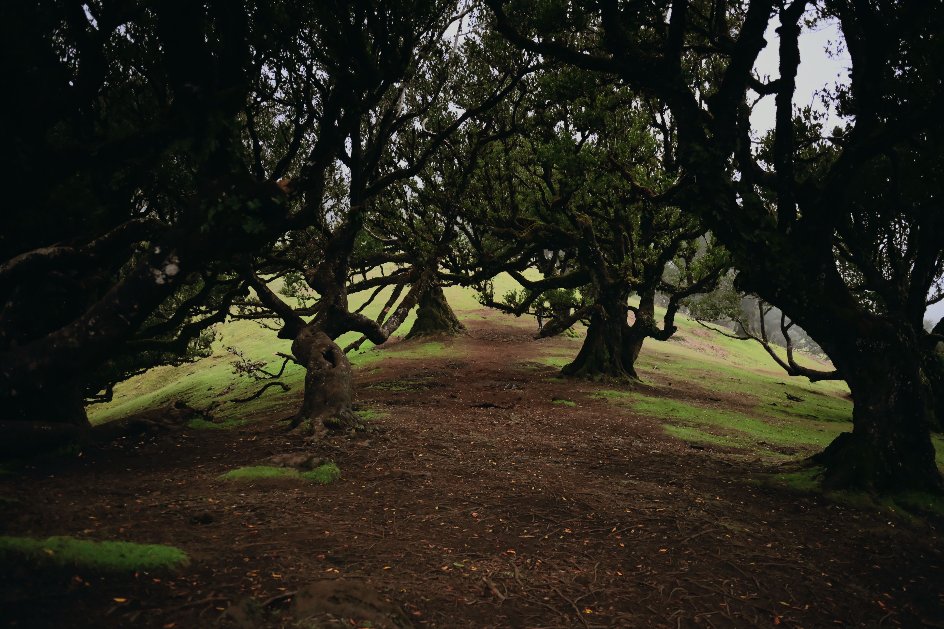 Misty Madeira forest