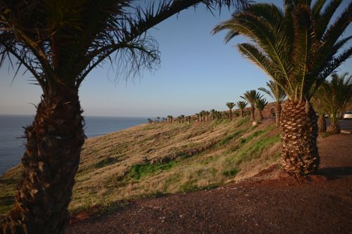 Free Expansive view of palm trees along cliffs by the Atlantic Ocean in Madeira, Portugal. Stock Photo