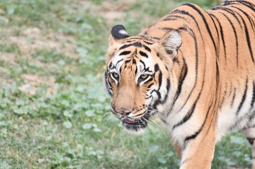 Free Close-up of a Bengal tiger walking in a grassy area, showcasing its striking stripes and fierce gaze. Stock Photo