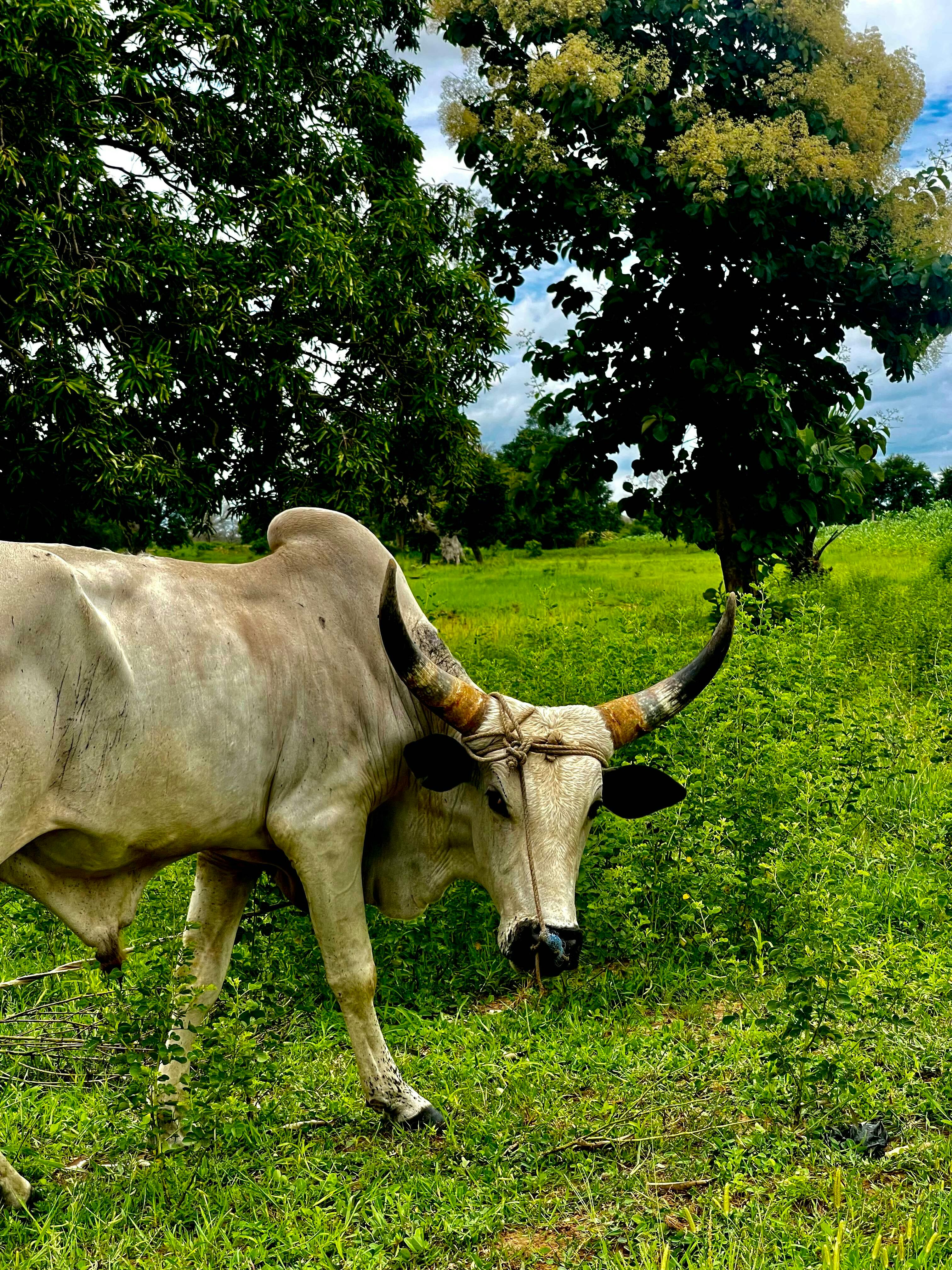 Gratuit Une vache aux cornes impressionnantes broute dans un pâturage verdoyant sous un ciel nuageux. Photos