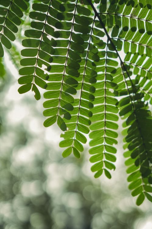 Free Close-up of vibrant green fern leaves with soft, natural bokeh background. Perfect nature scene for eco-friendly concepts. Stock Photo