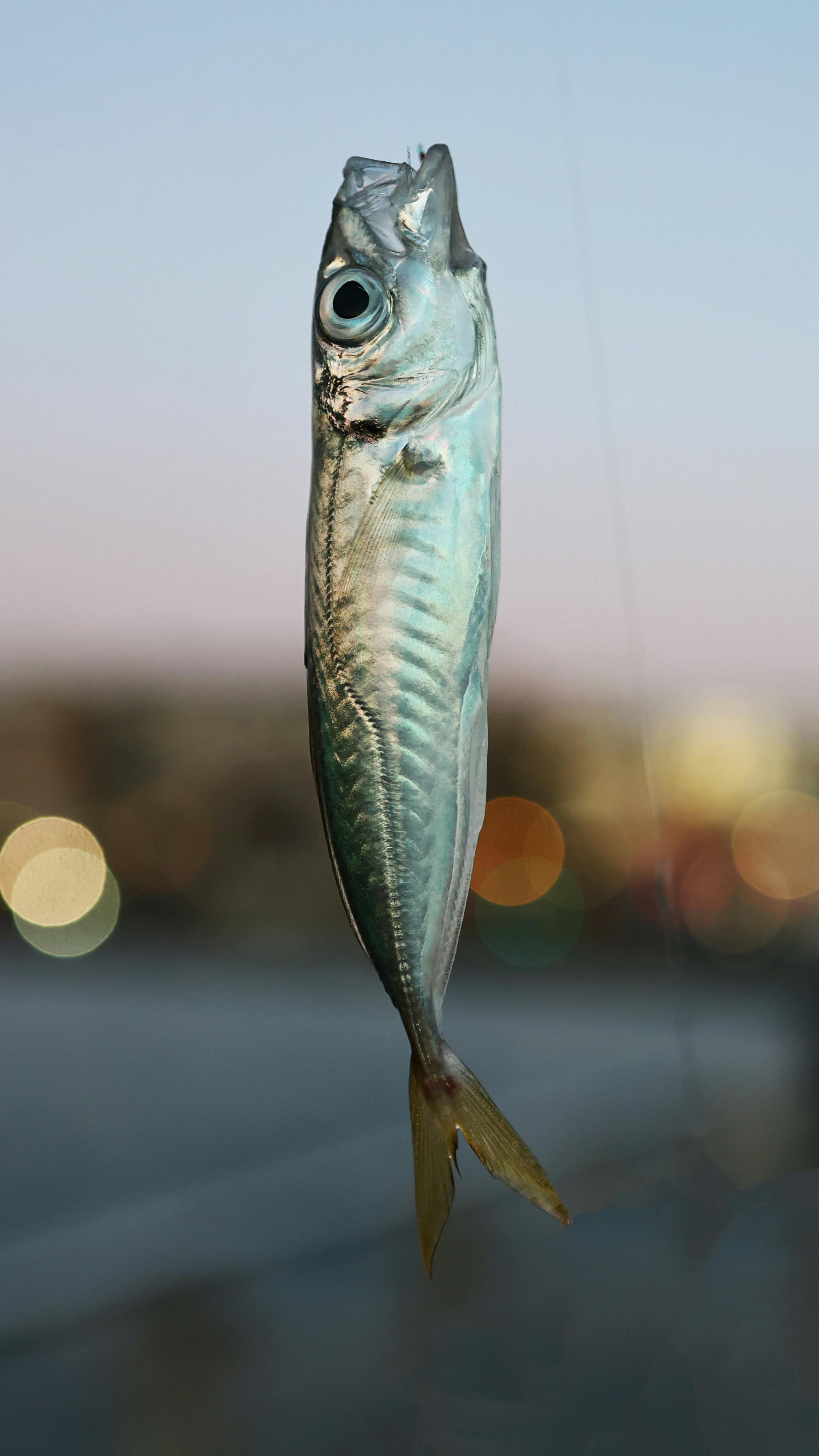 How To Catch Kingfish Ebook