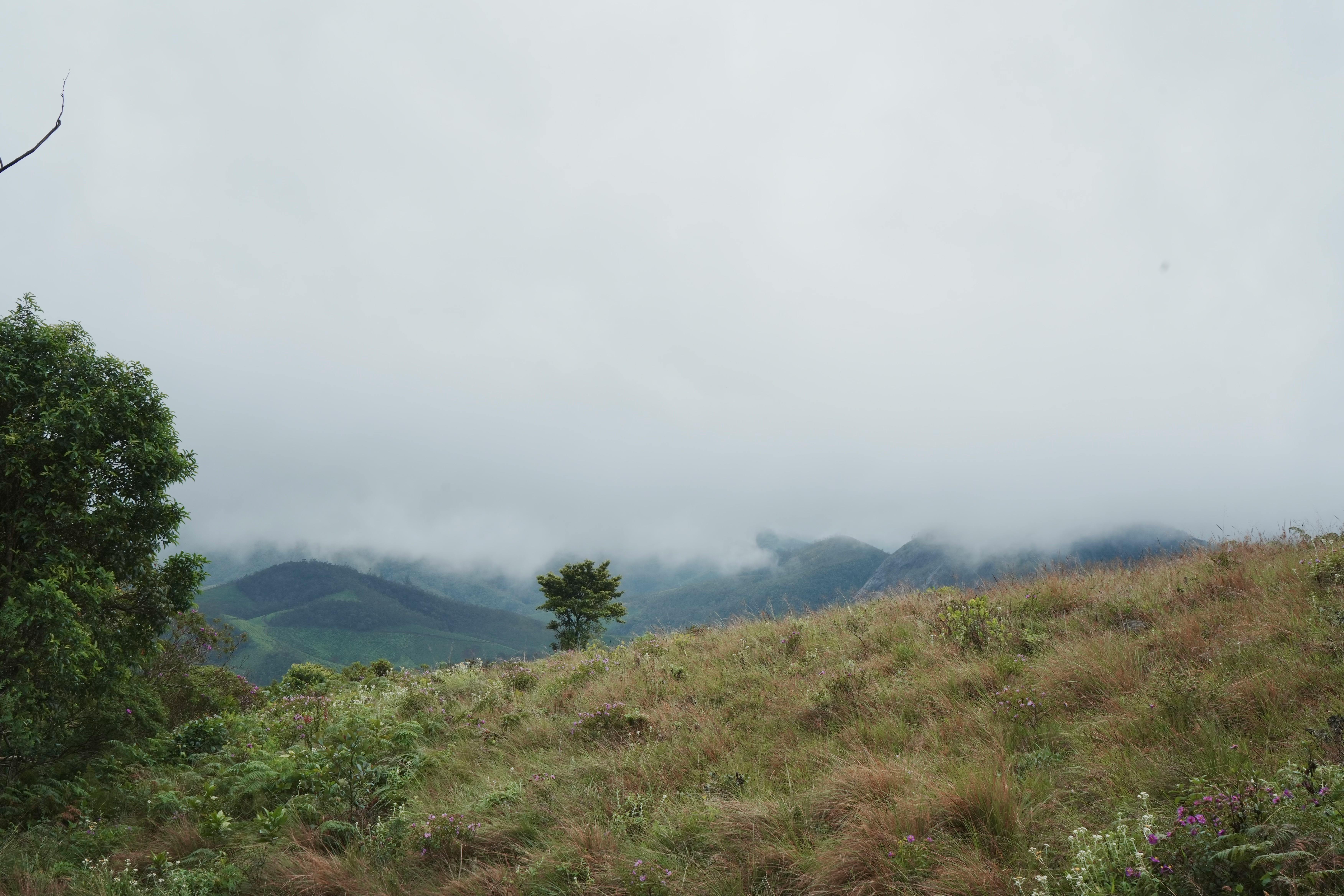 Hidratación Epífita Atmosférica: Captación de Niebla y Adaptaciones en Ecosistemas Latinoamericanos