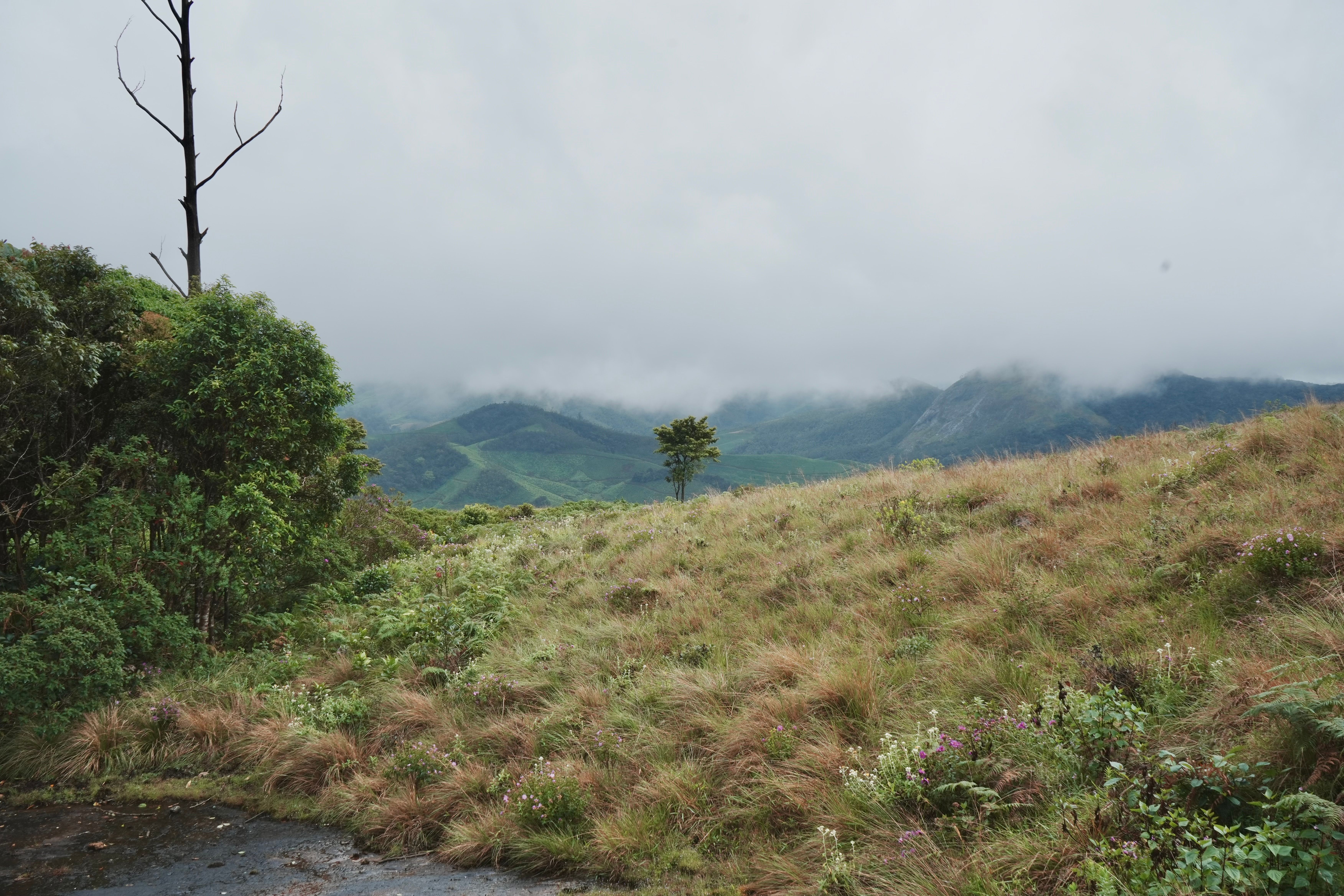 Misty Mountain Landscape with Grassy Field · Free Stock Photo