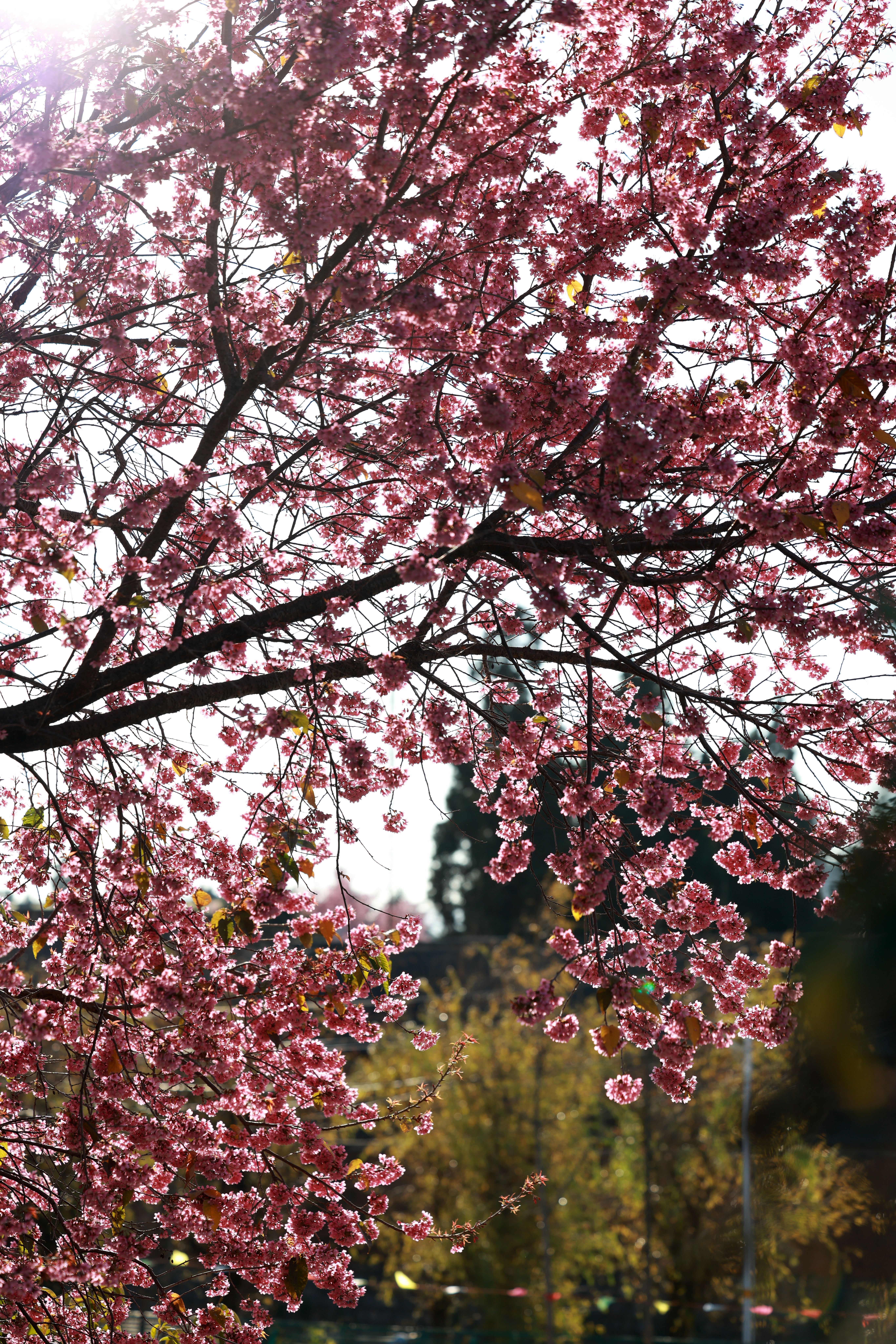 Beautiful Blooming Cherry Blossoms in Spring · Free Stock Photo