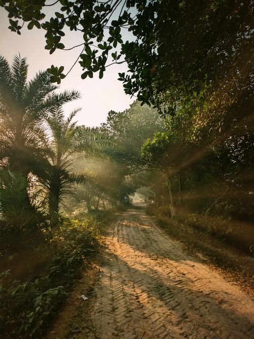 Free Sunlight filters through a lush forest canopy on a serene morning path. Stock Photo