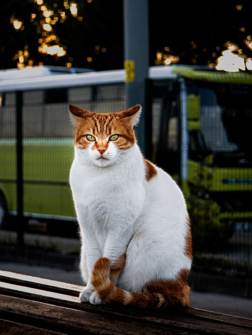 Free A serene cat sits gracefully at a bus stop during sunset with a bus in the background. Stock Photo