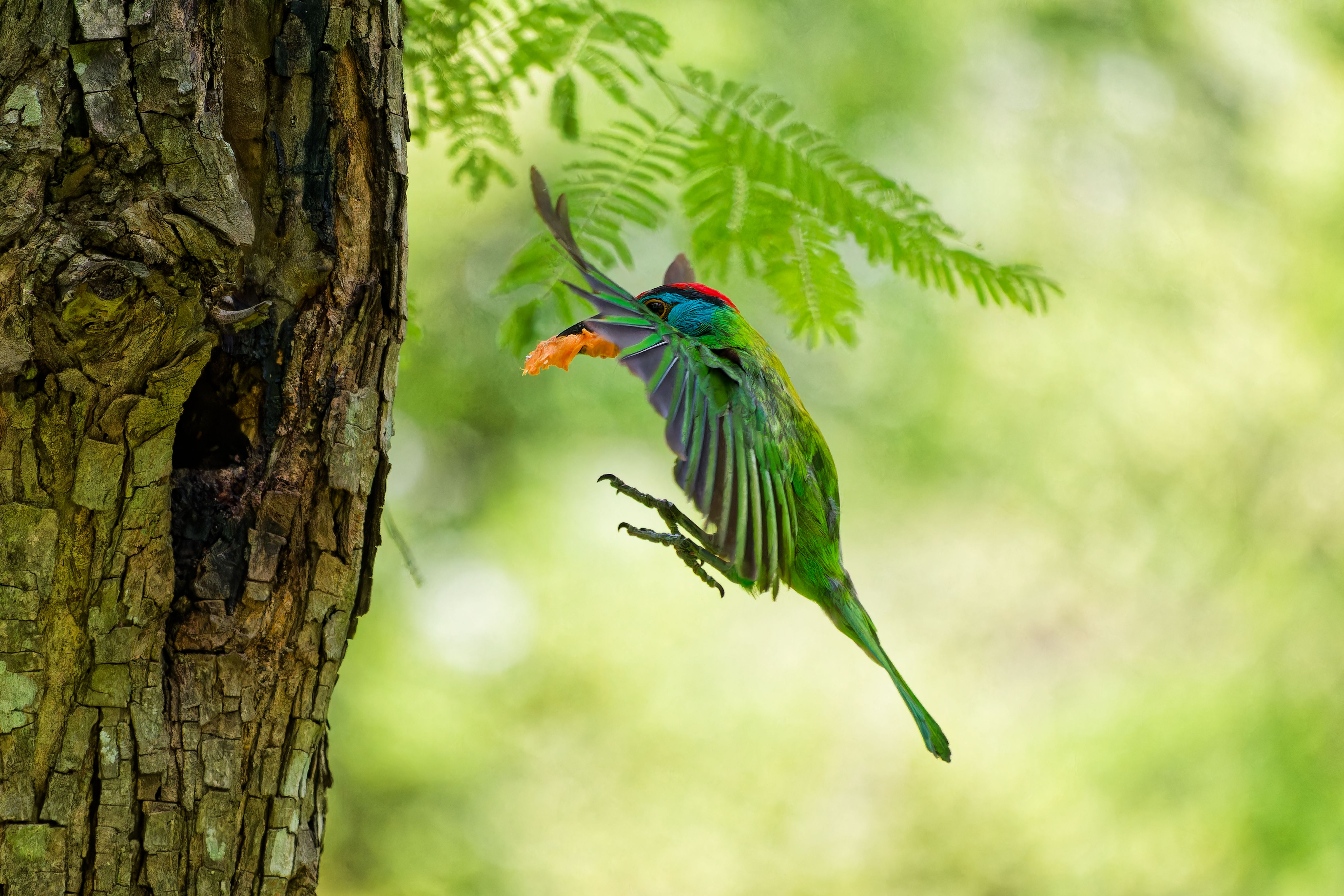Colorful Bird Approaching Tree with Insect Prey · Free Stock Photo