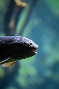 Detailed view of a fish swimming gracefully in an aquarium, emphasizing aquatic tranquility.