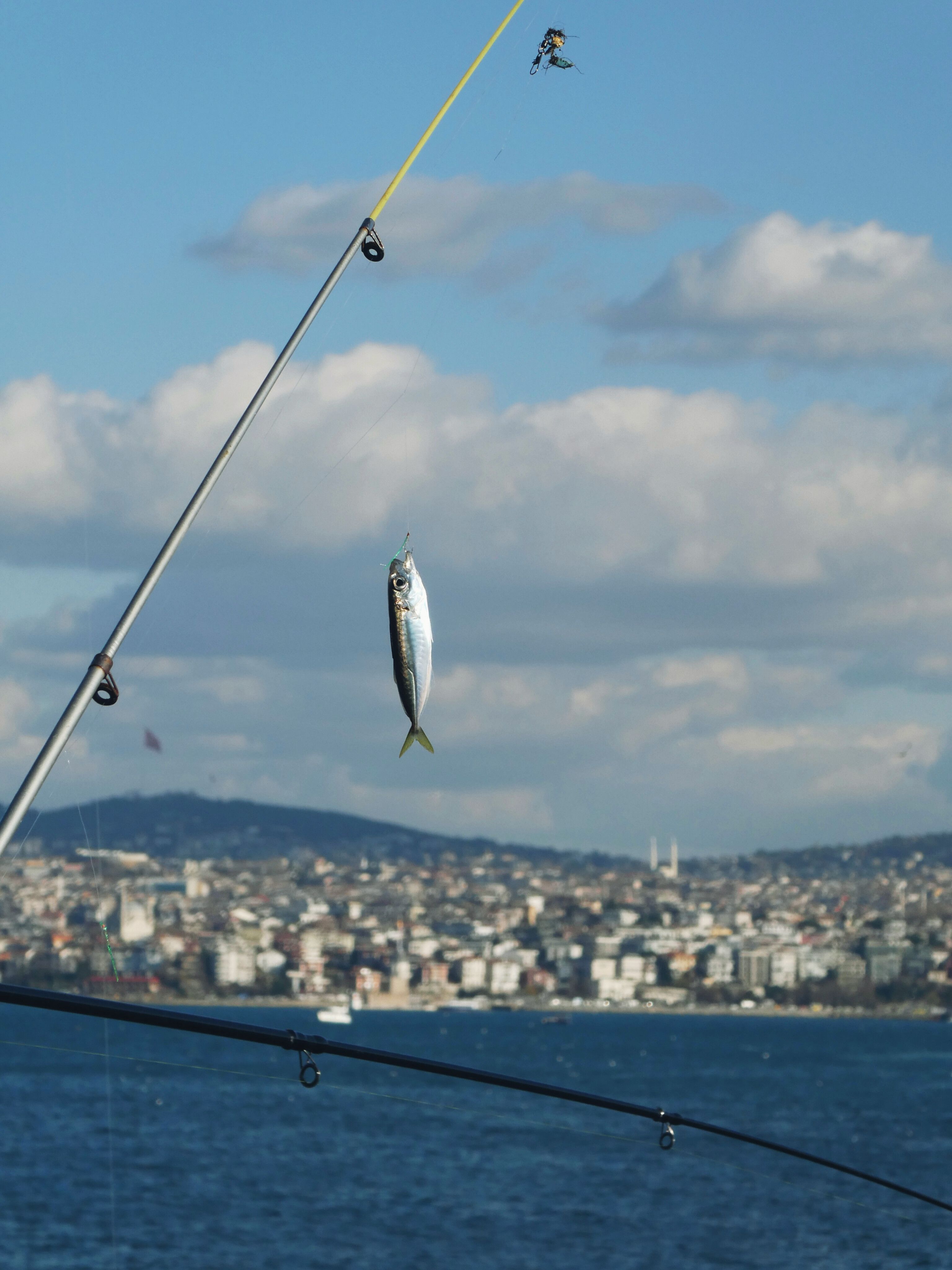 How To Catch Kingfish Ebook