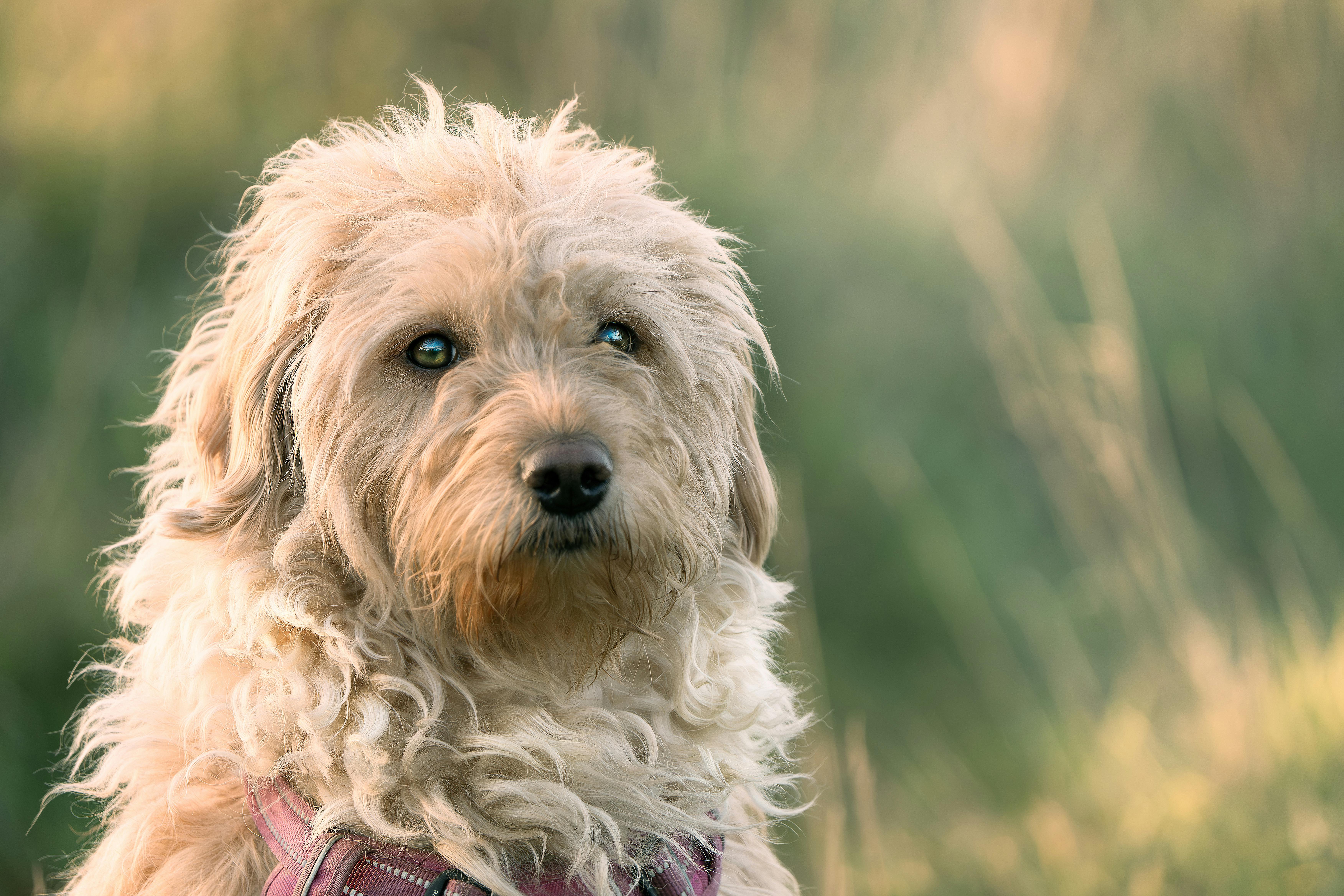 pet care pet health — Photo by Karl  Byron on Pexels