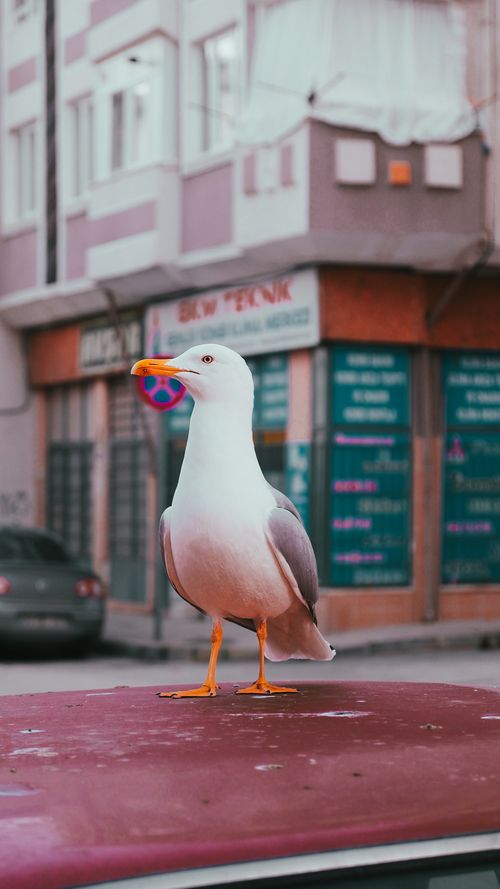 Free A seagull stands confidently on a red car roof in a city setting. Stock Photo