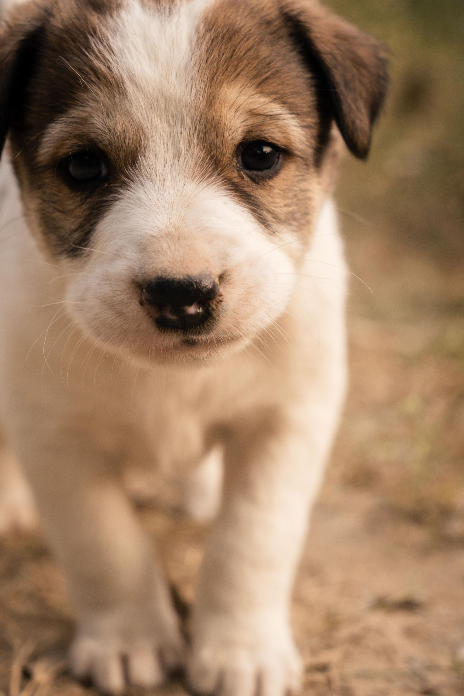 Adorable Duo of Puppies Relaxing Outdoors · Free Stock Photo