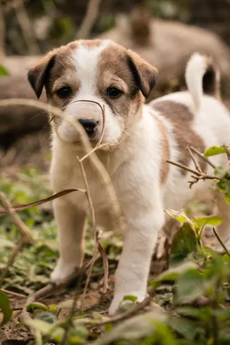 Puppy being introduced to enrichment — the earlier the habit forms the better the long-term outcome