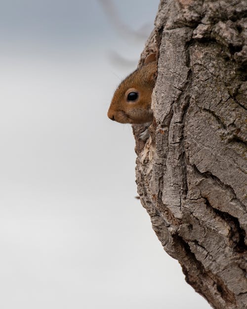 Small Brown Squirrel In White Backgroud