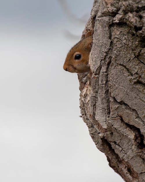 Foto d'estoc gratuïta de a l'aire lliure, adorable, animal