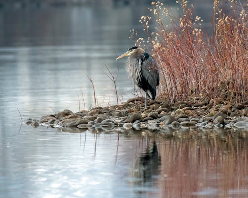 Photo of Heron on Rocks Near Body of Water