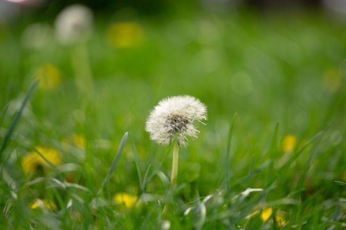 Free A detailed shot of a dandelion in a vibrant green field during springtime. Stock Photo