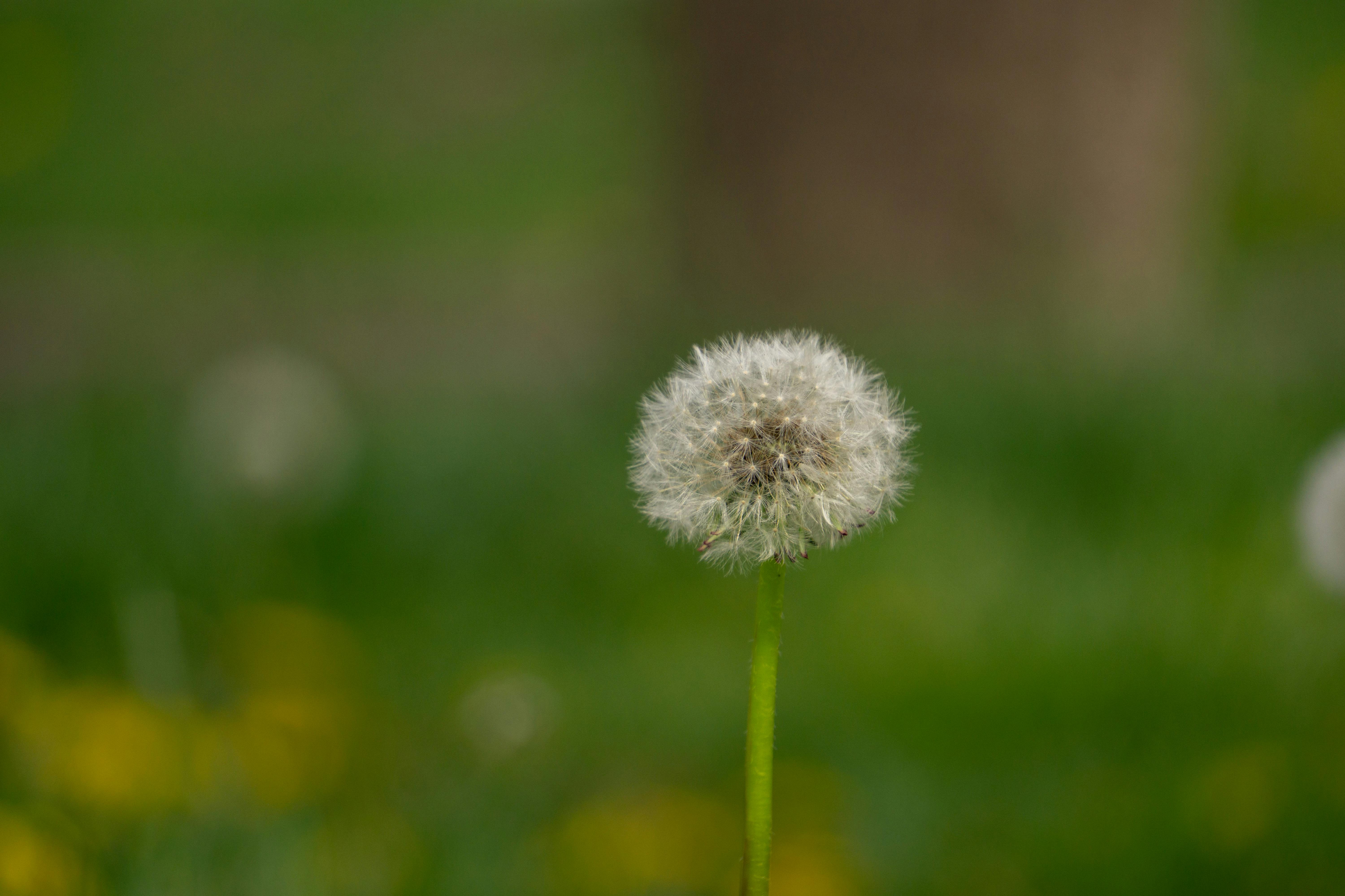 A detailed view of a dandelion (Taraxacum) seed head in a green field.