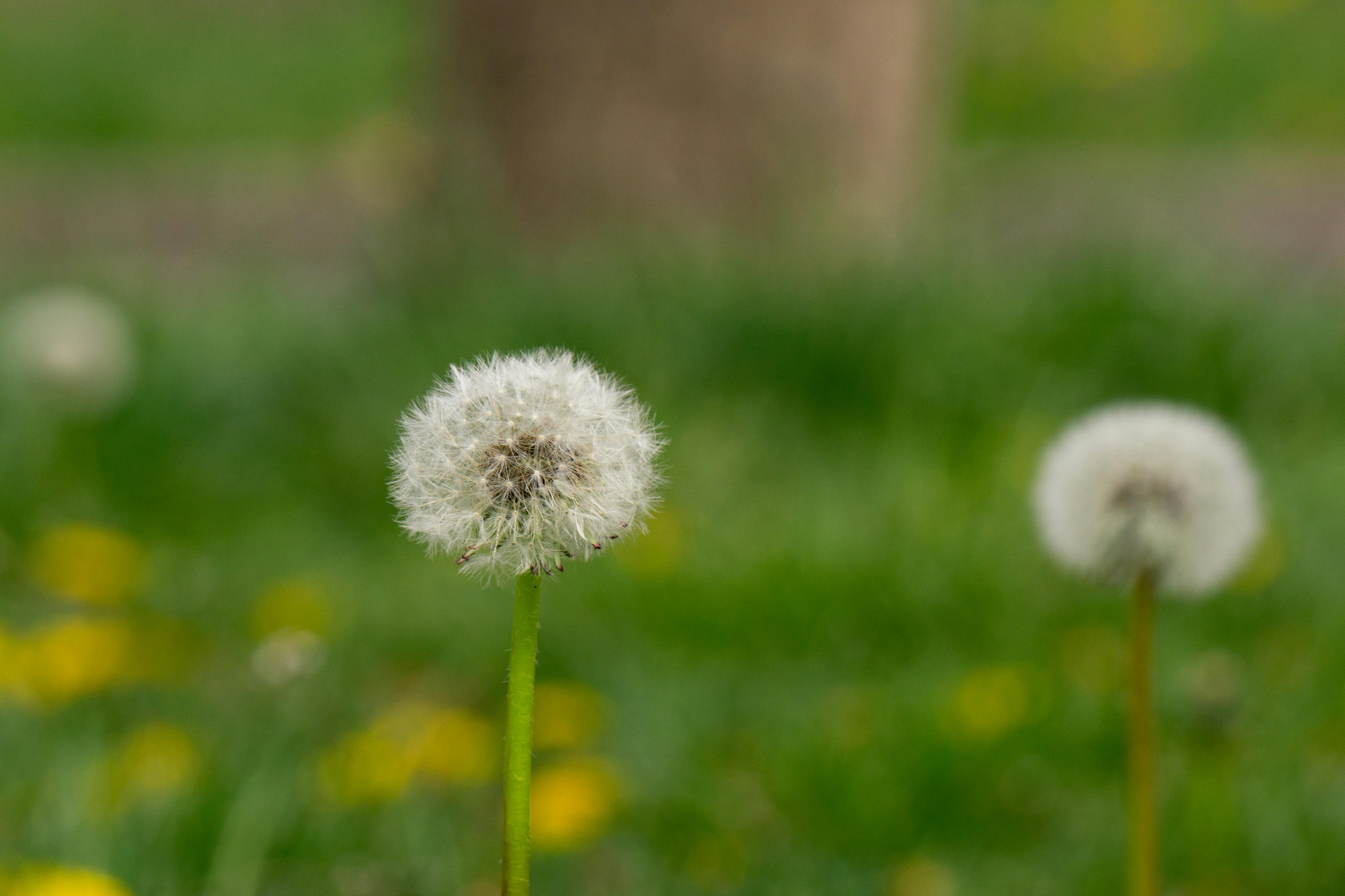 Macro shot of a dandelion seed head in a green field, showcasing nature's delicate details.