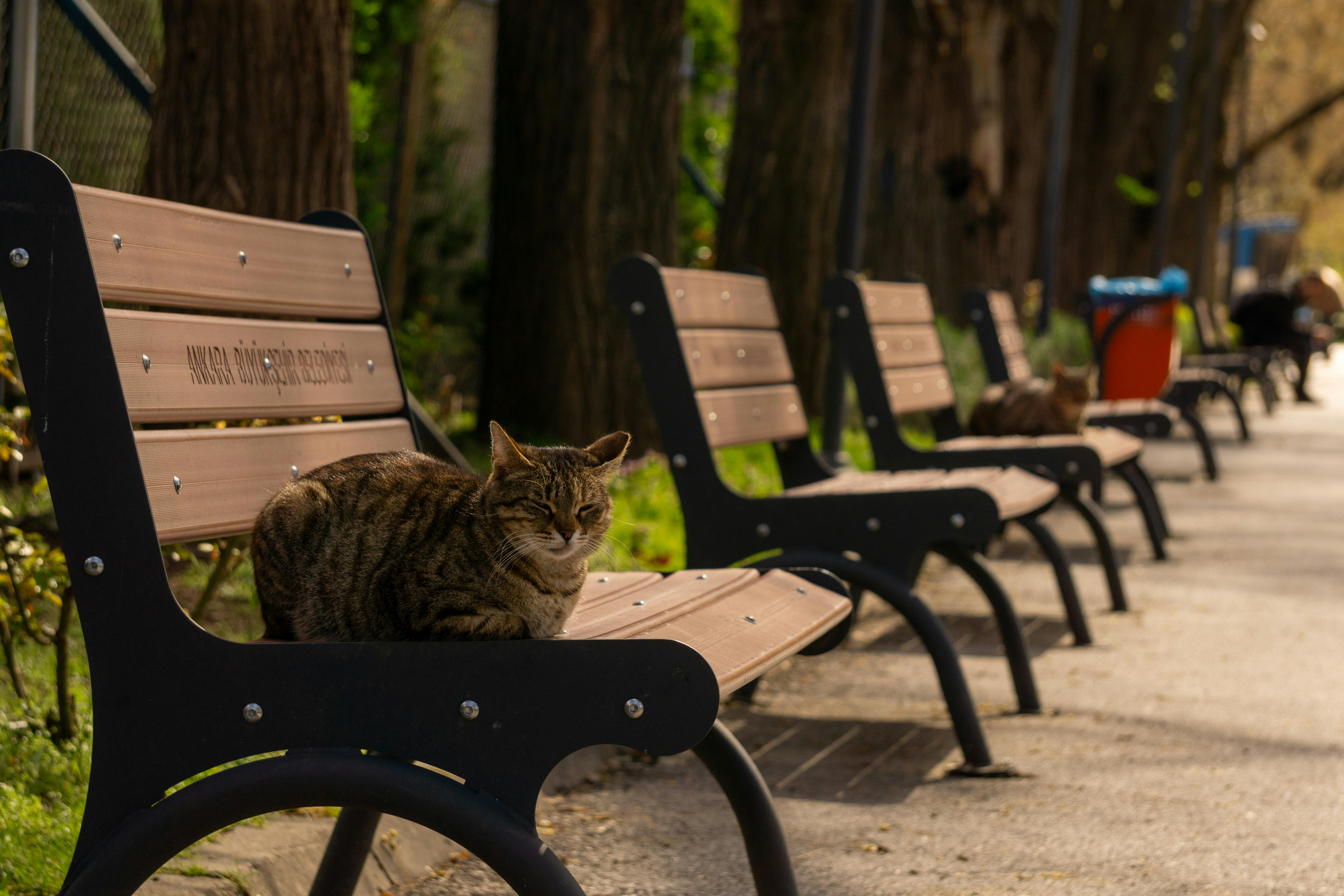 The ultimate outdoor workout: all you need is a park bench — Photo by Muhammed Hanefi on Pexels