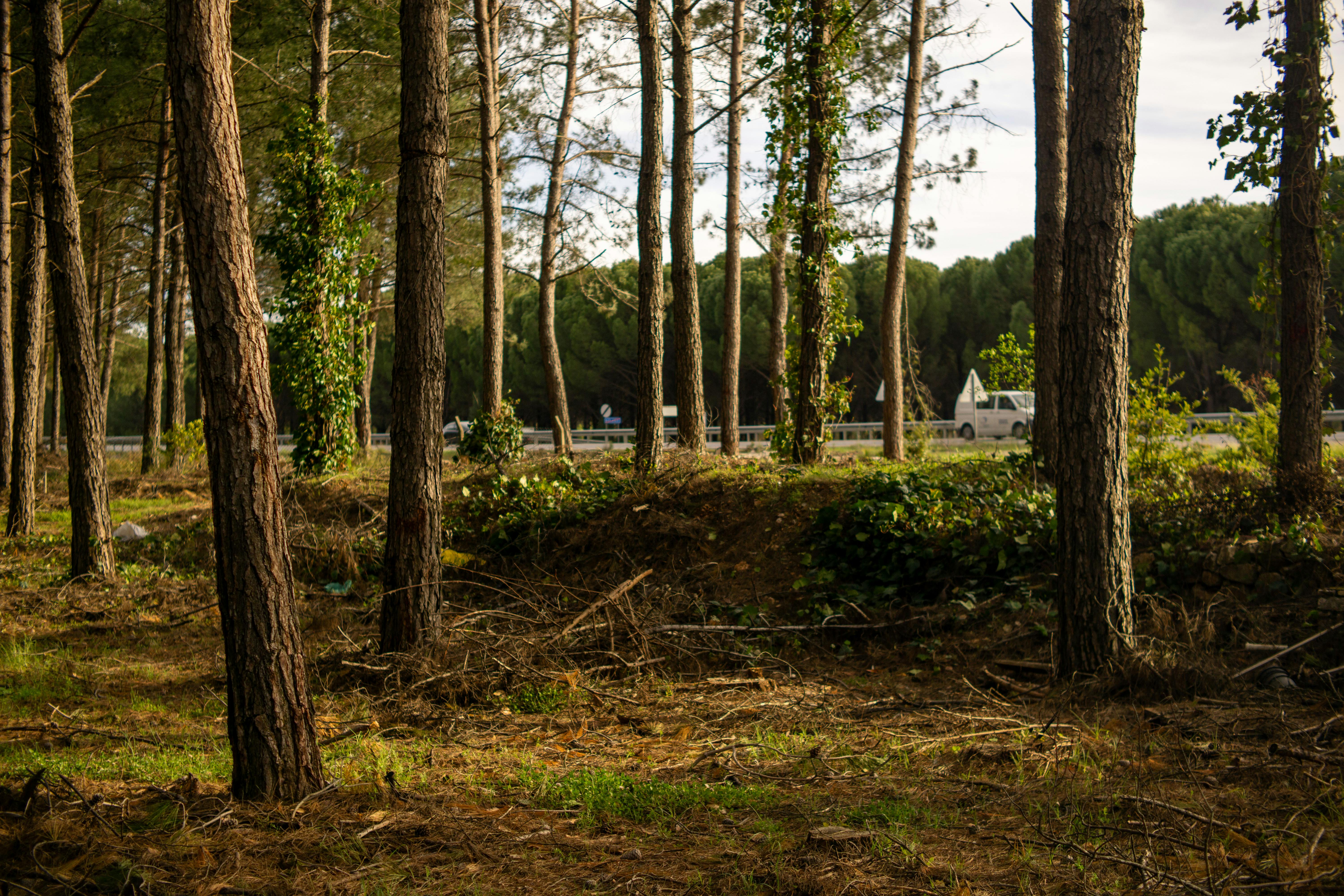 Serene view of a pine forest with sunlight filtering through the trees, next to a road with a passing car.