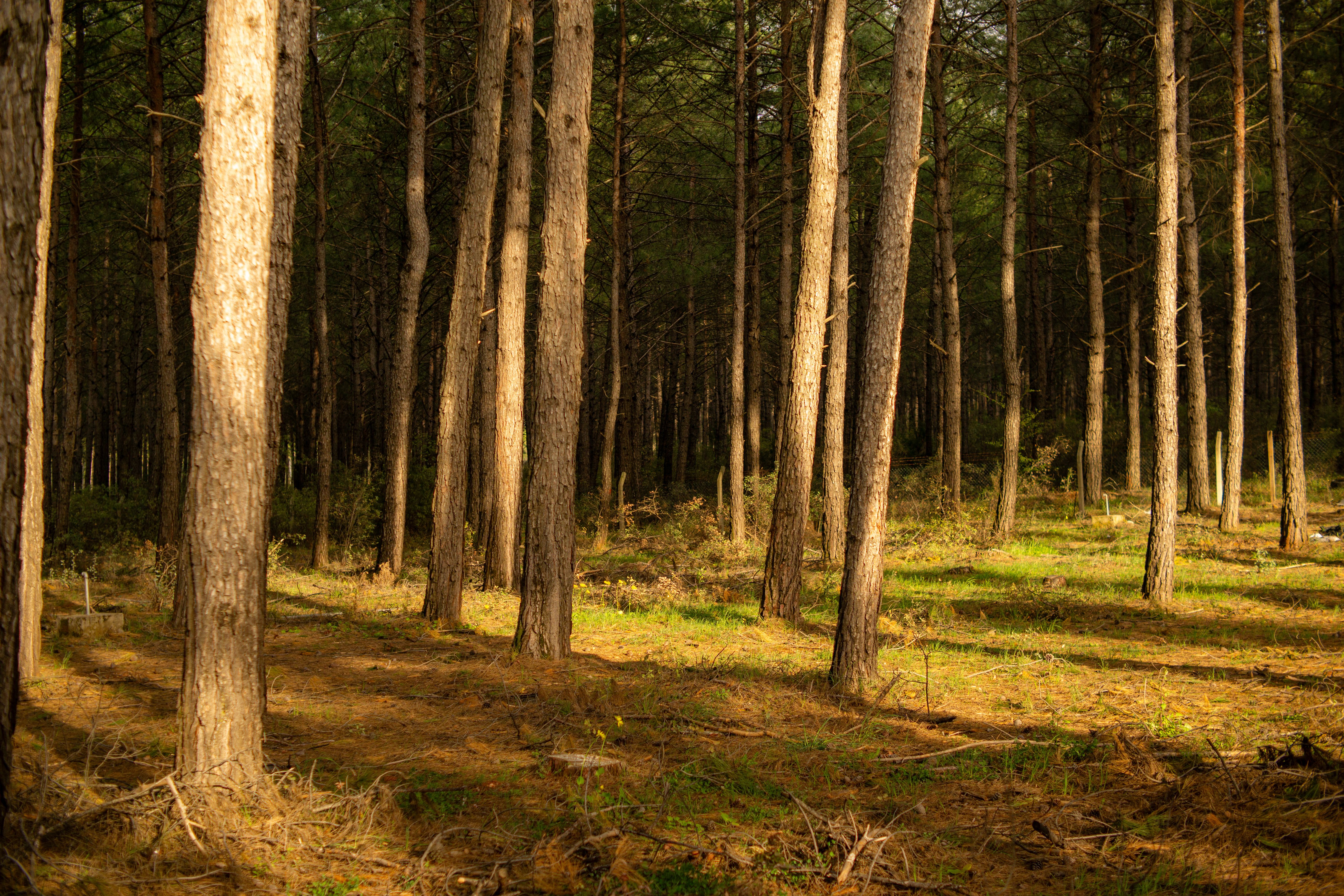 Desbaste moderado aumenta água no solo e sua estabilidade em plantações de pinus no semiárido