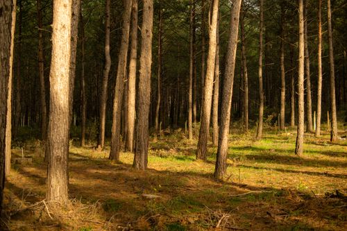 Free A serene pine forest landscape with dappled sunlight creating tranquil patterns among tall trees. Stock Photo