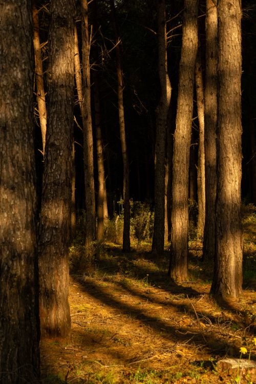 Free A peaceful sunlit forest scene with tall trees casting long shadows. Stock Photo