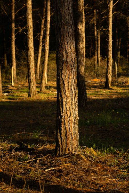Free Peaceful forest scene with sunlit pine trees and rustic foliage, evoking serenity. Stock Photo
