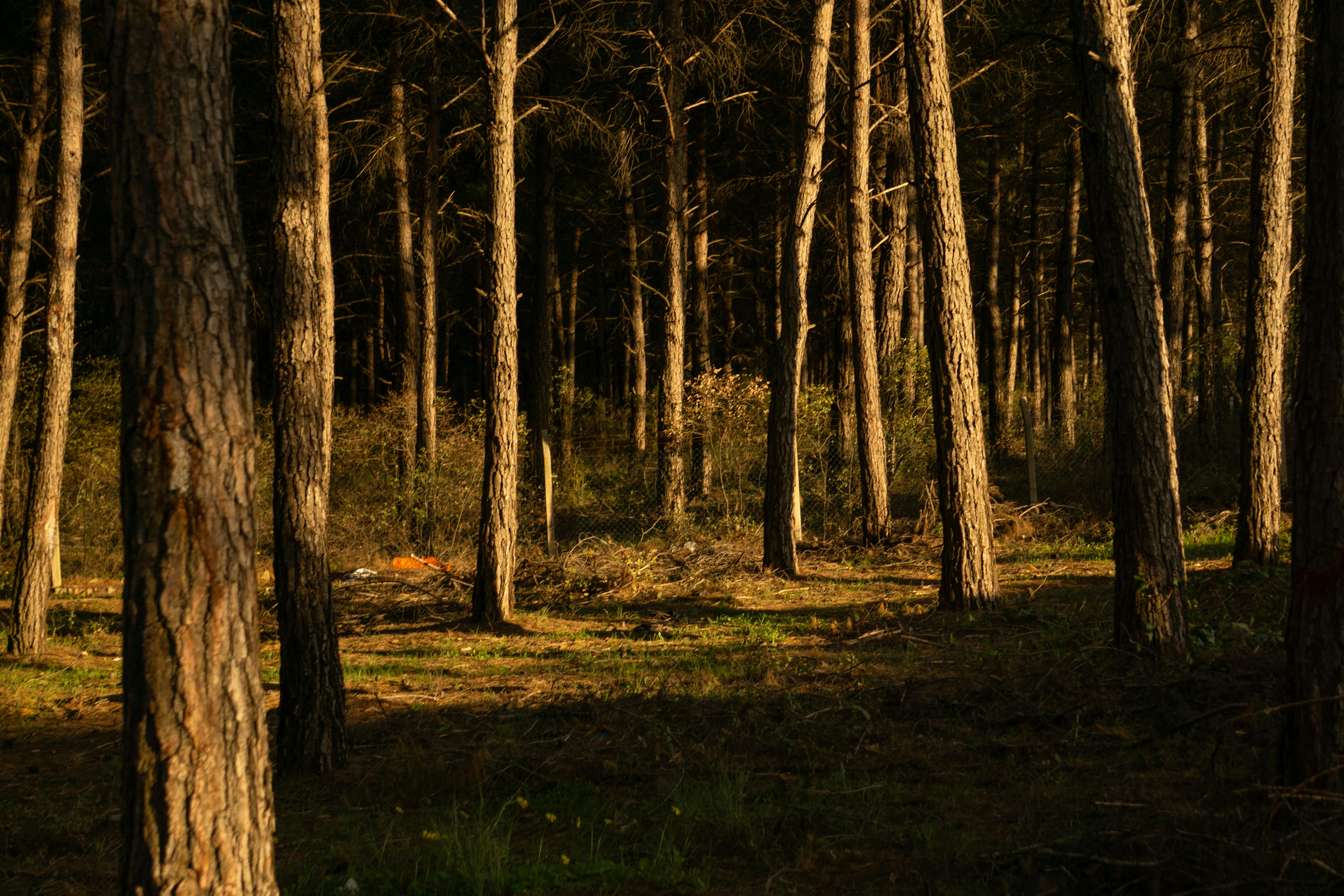Serene Forest Scene with Tall Pine Trees · Free Stock Photo, image size:6000x4000