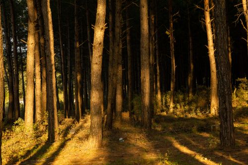 Free Golden sunlight filtering through a pine forest creating long shadows. Stock Photo