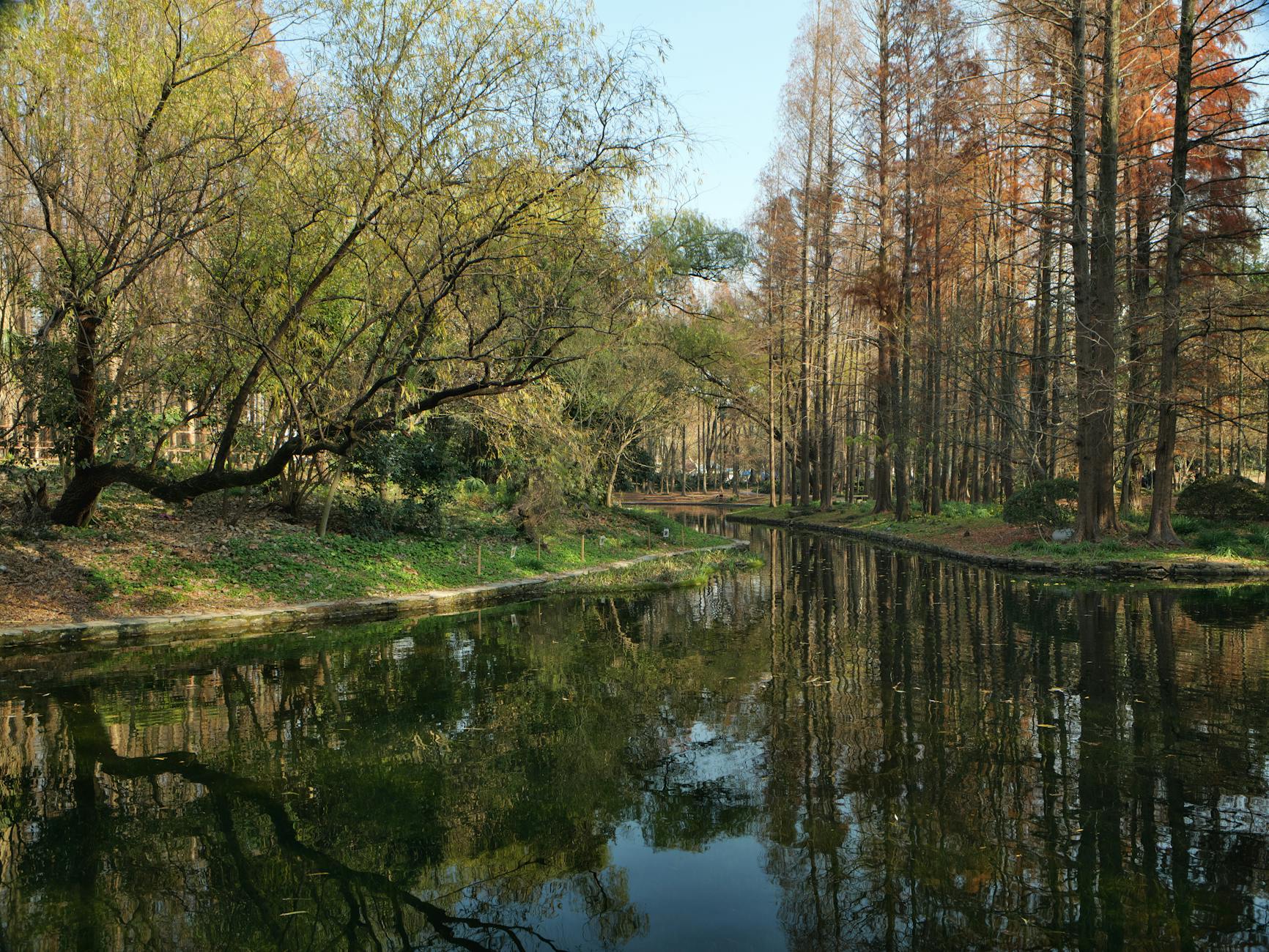 Serene forest lake with autumn trees reflecting in calm water, capturing seasonal beauty.