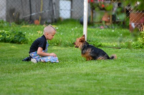 Free A young boy and a dog enjoy a sunny day outdoors in Tallinn, Estonia. Stock Photo