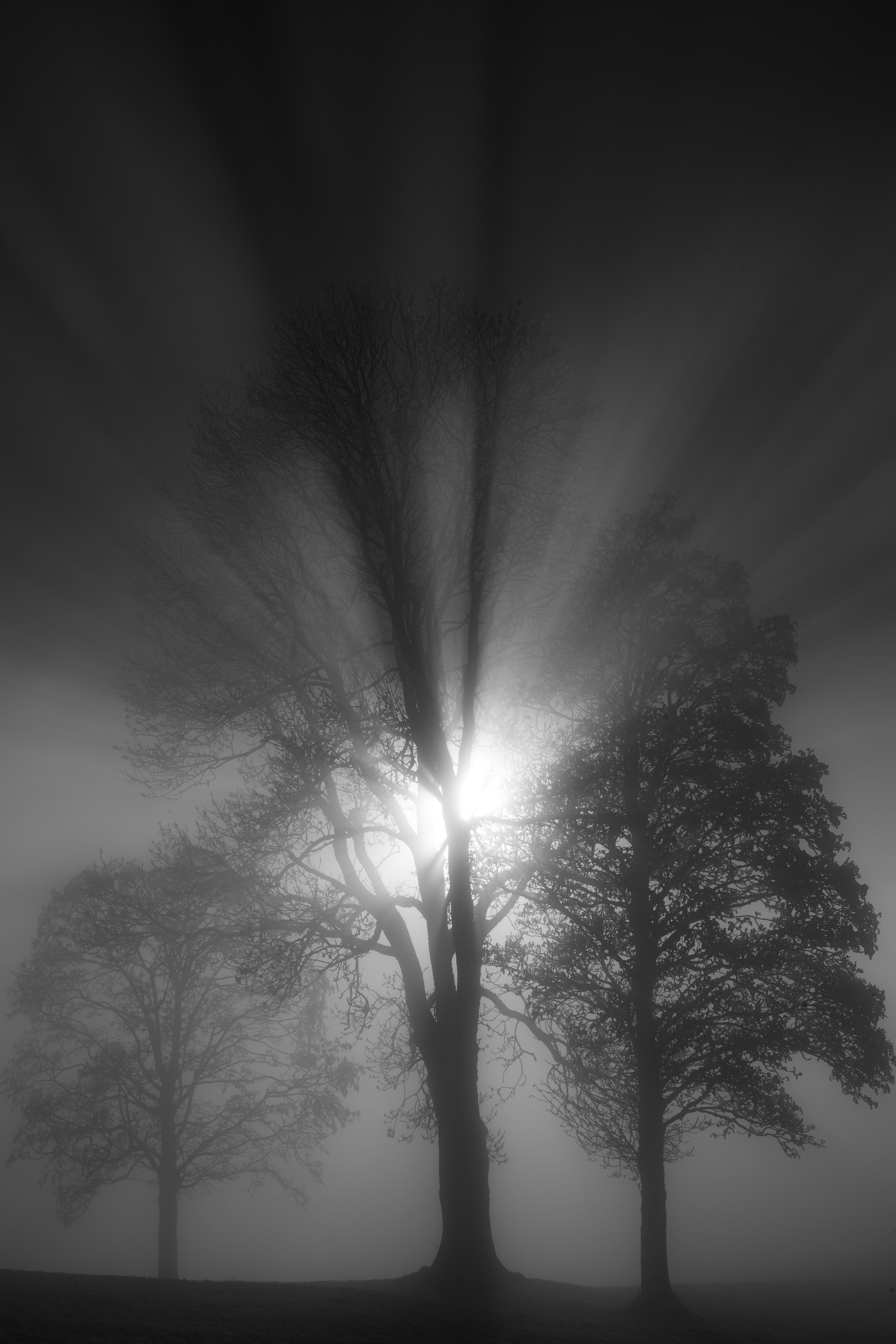 Mystical black and white forest scene with silhouette trees and light rays breaking through fog.