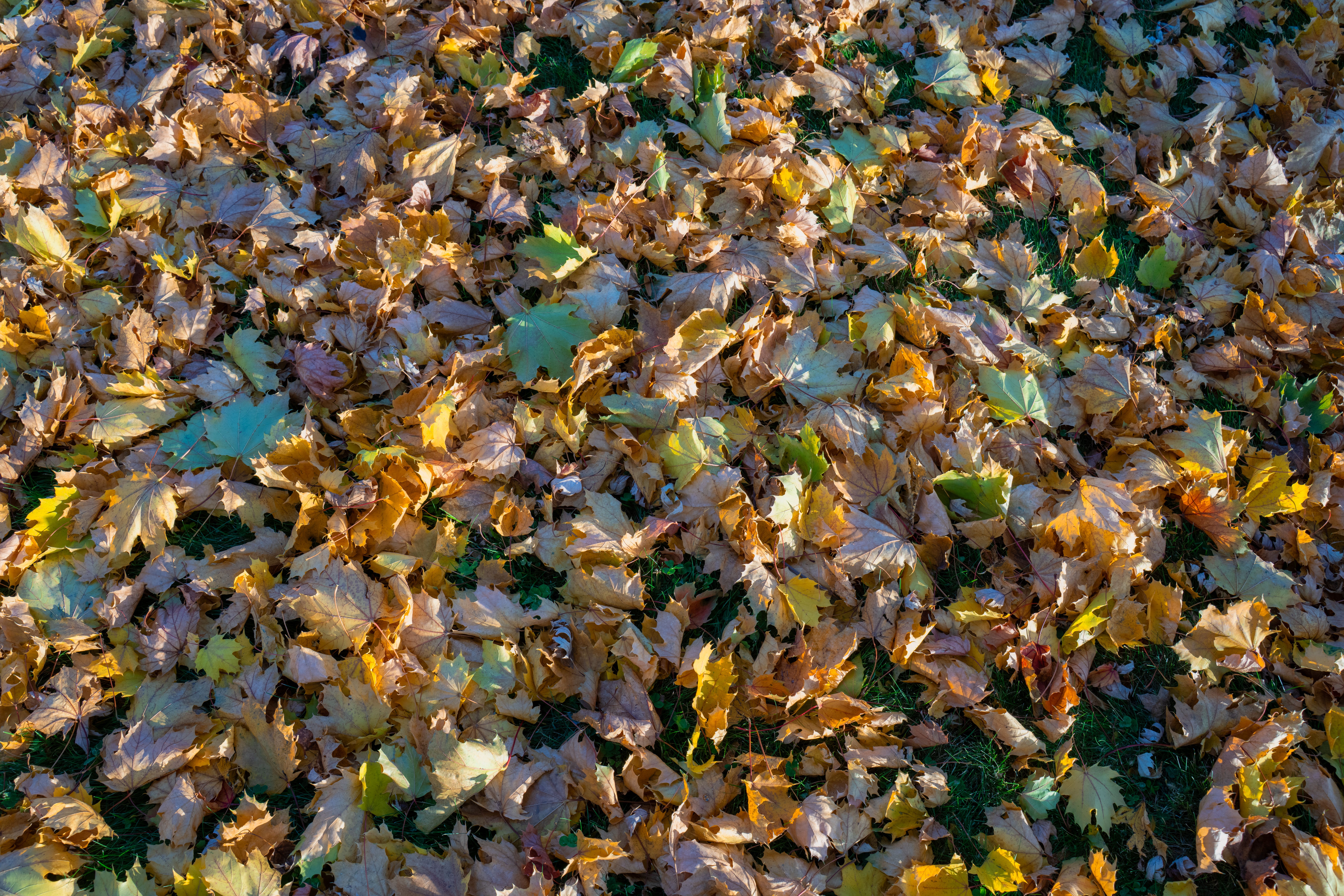 A vibrant display of fallen autumn leaves covering the ground in Wabasha, Minnesota.. vibrant, display, fallen