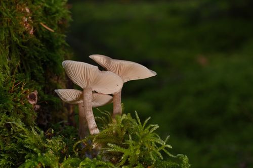 Free Detail shot of gilled mushrooms growing among moss in a lush forest setting. Stock Photo