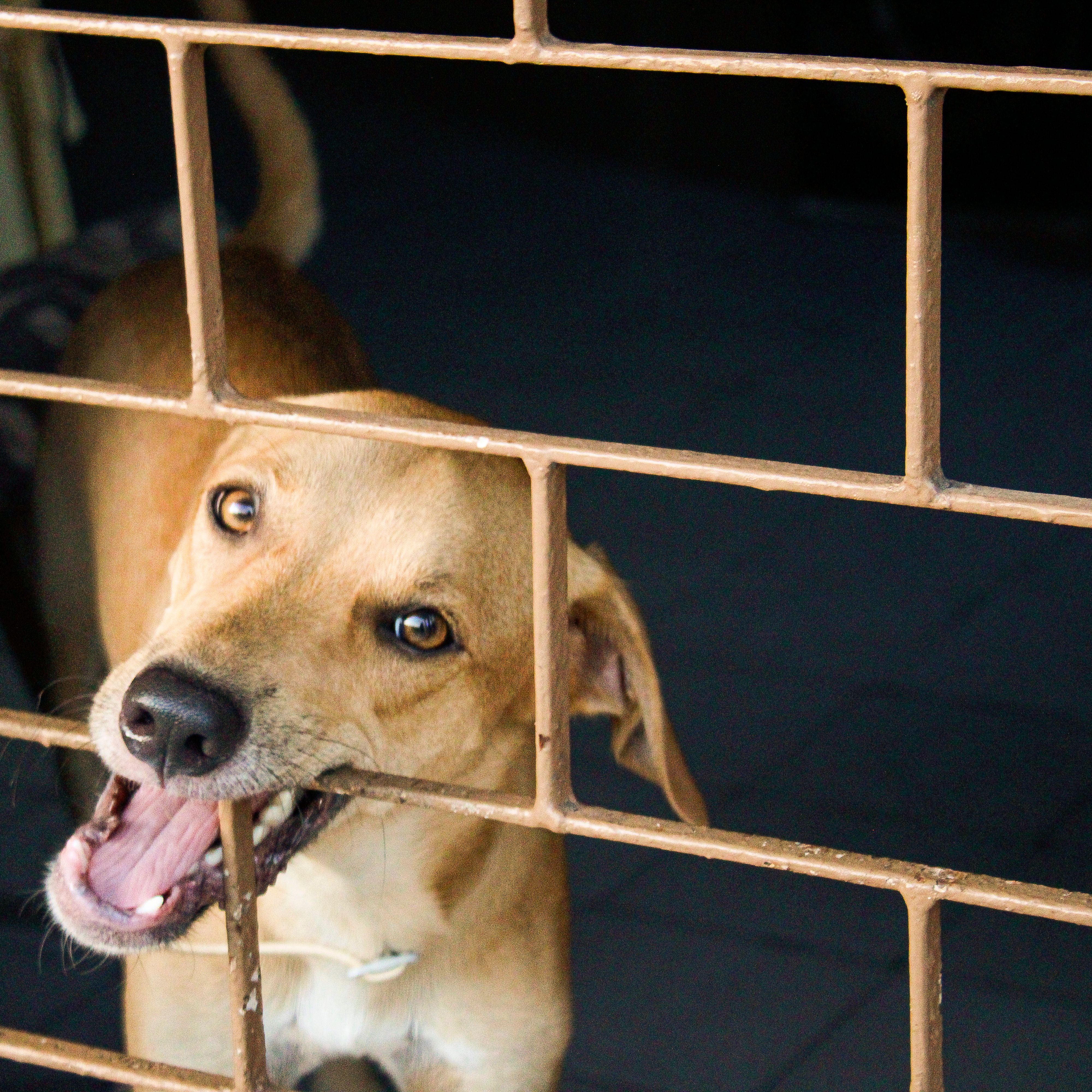 A playful dog bites the bars of its cage, displaying curiosity and energy indoors.