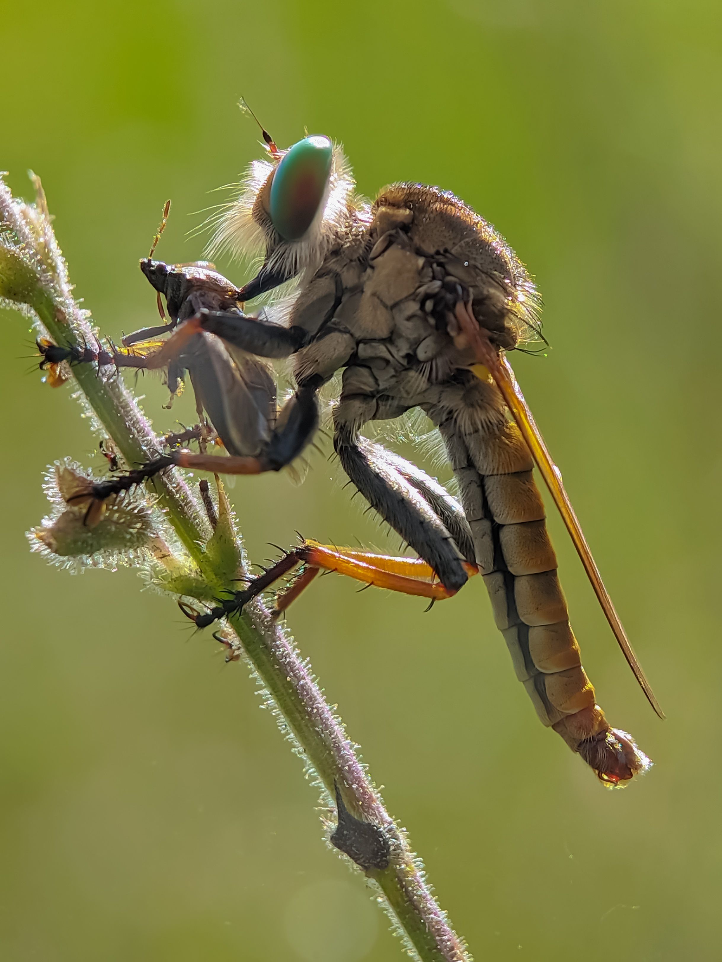 Macro Shot of Robber Fly with Prey · Free Stock Photo