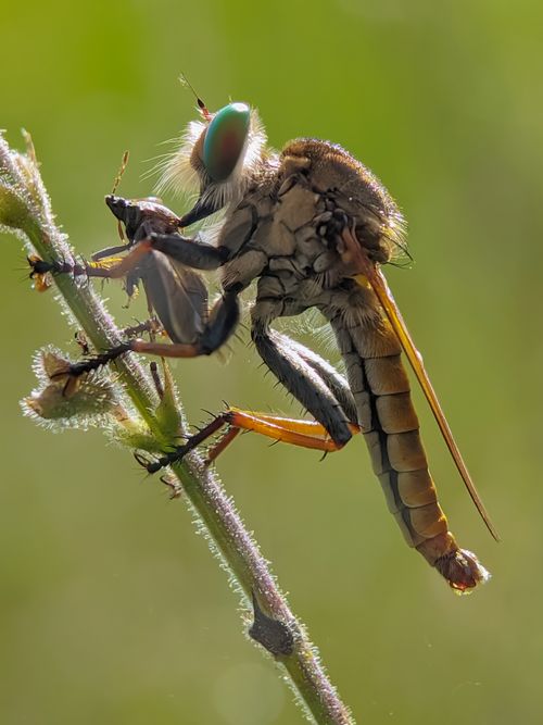 Free Detailed macro image of a robber fly gripping its prey on a plant stem. Stock Photo