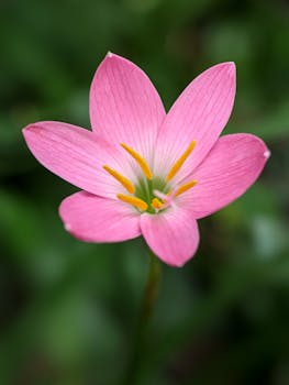 Close-up of a vibrant pink rain lily (Zephyranthes) in natural green surroundings.