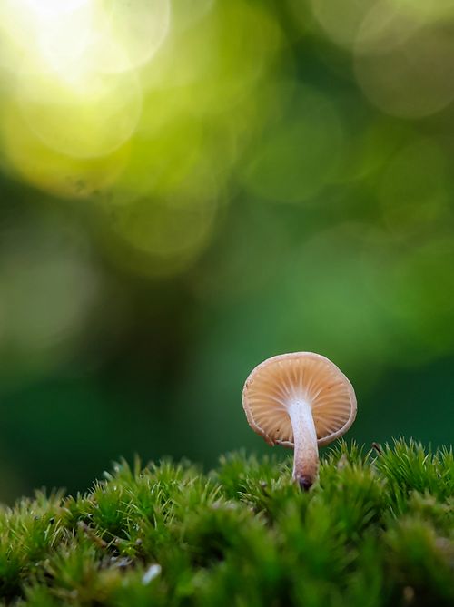 Free A small mushroom growing on lush green moss, captured in a serene forest setting. Stock Photo