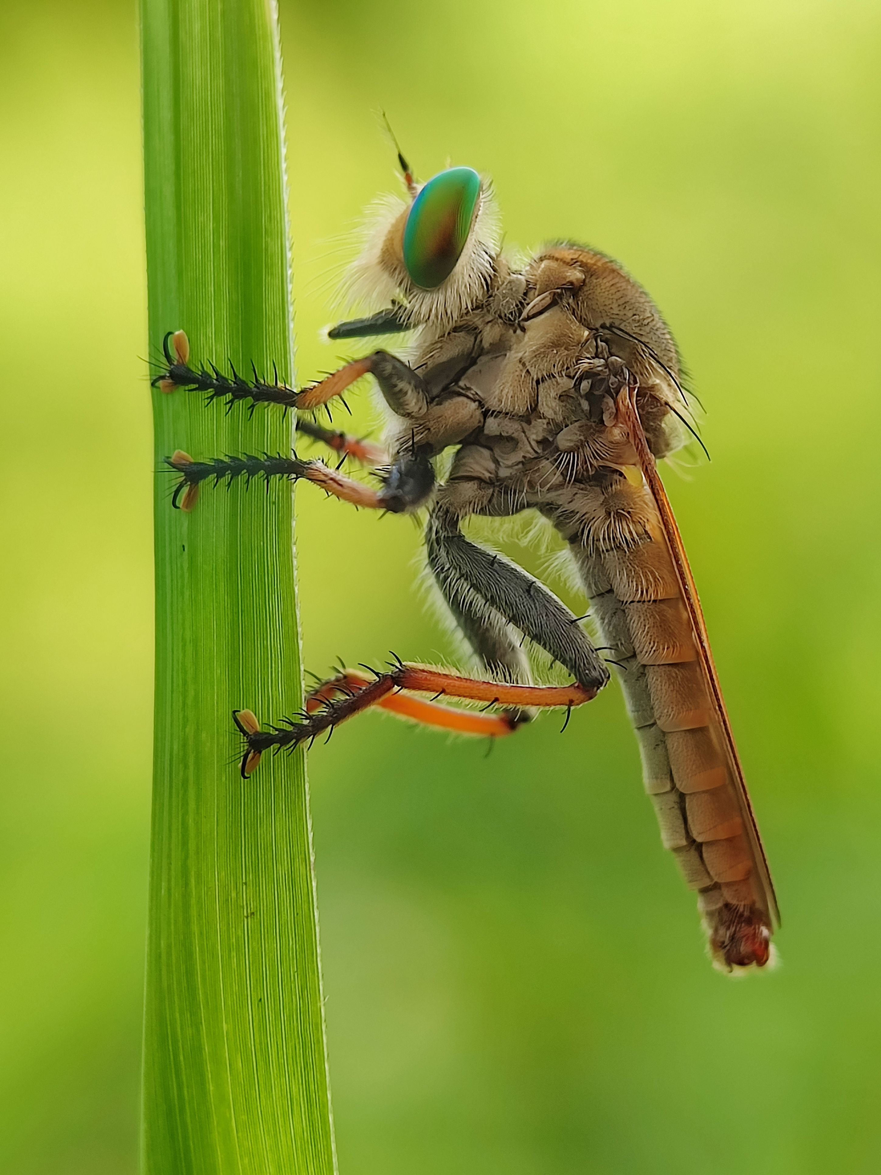 Close-up of Robber Fly on Green Stem · Free Stock Photo