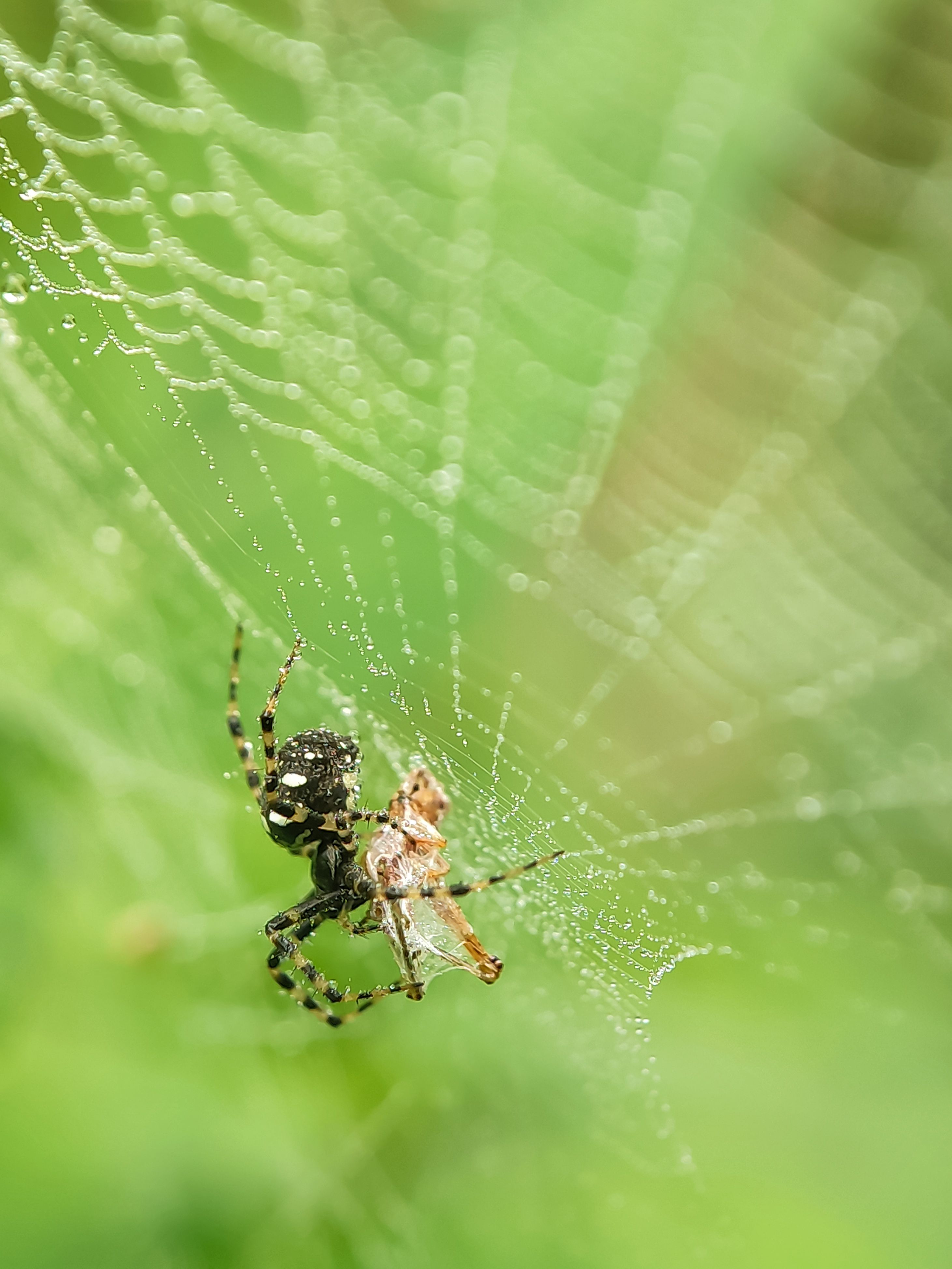Close-up of Spider on Dewy Web in Nature · Free Stock Photo