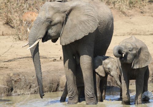 Free A family of African bush elephants drinking at a watering hole in the wild. Stock Photo